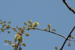 Combretum albidum var. albidum